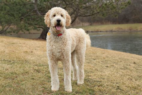  She is a lovely Standard Goldendoodle